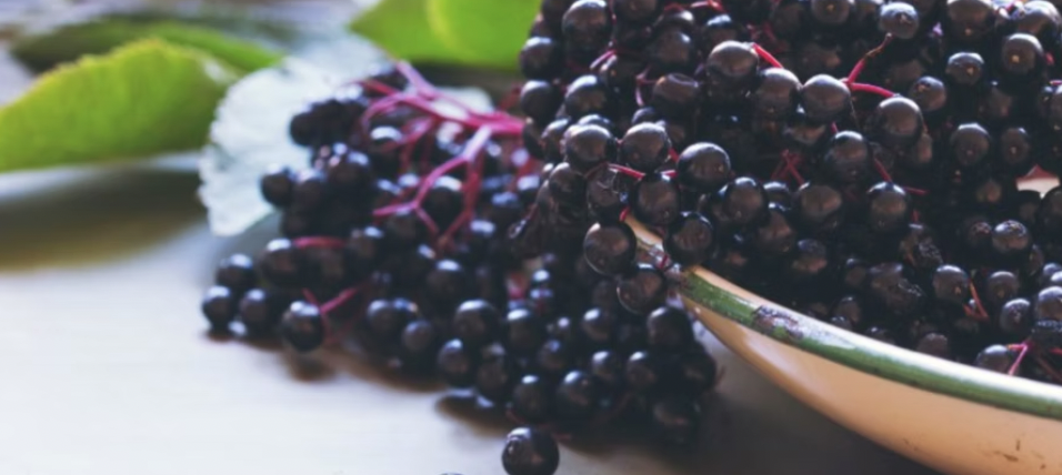 Combat cold and flu season with Elderberry!