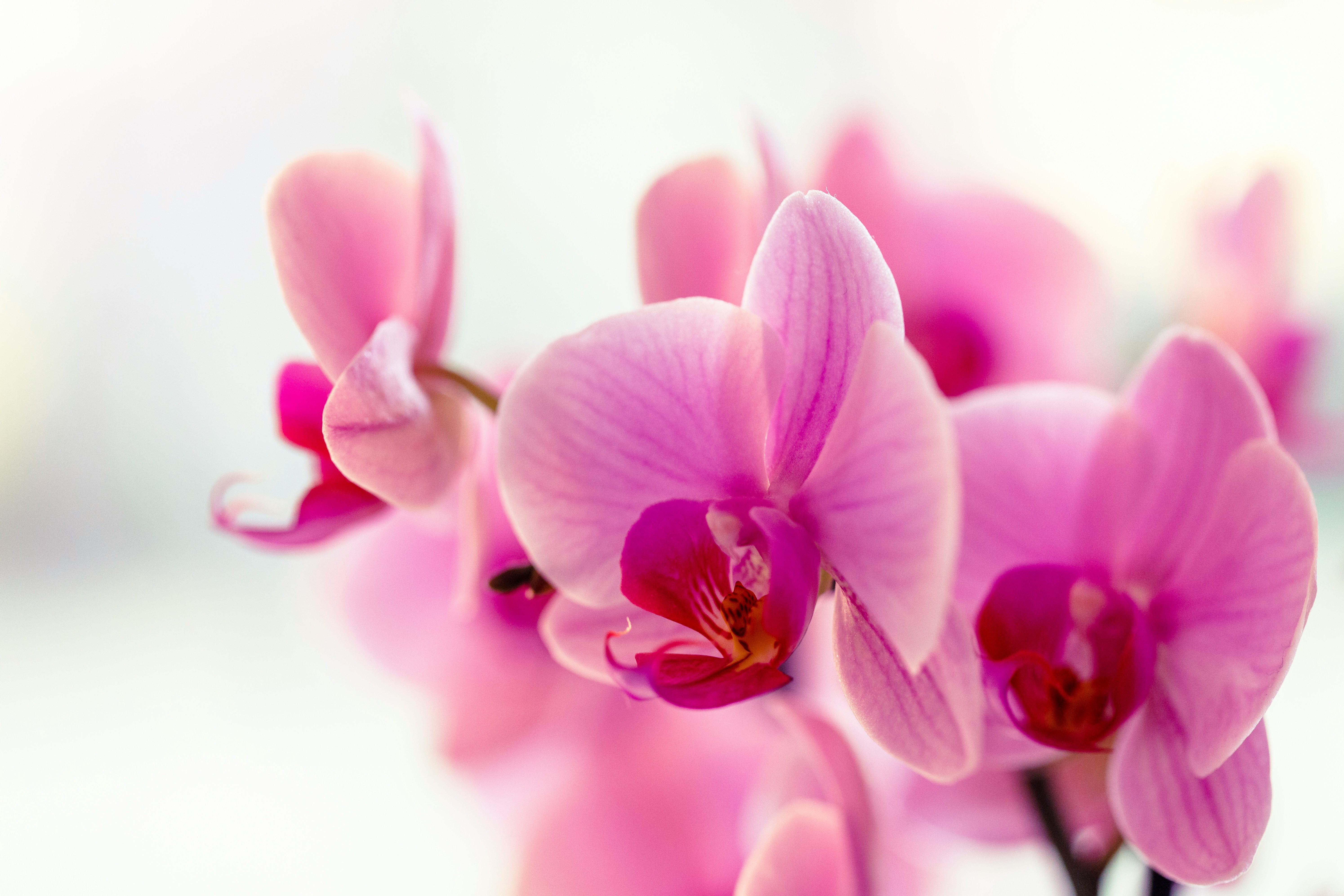 Vivid pink orchid