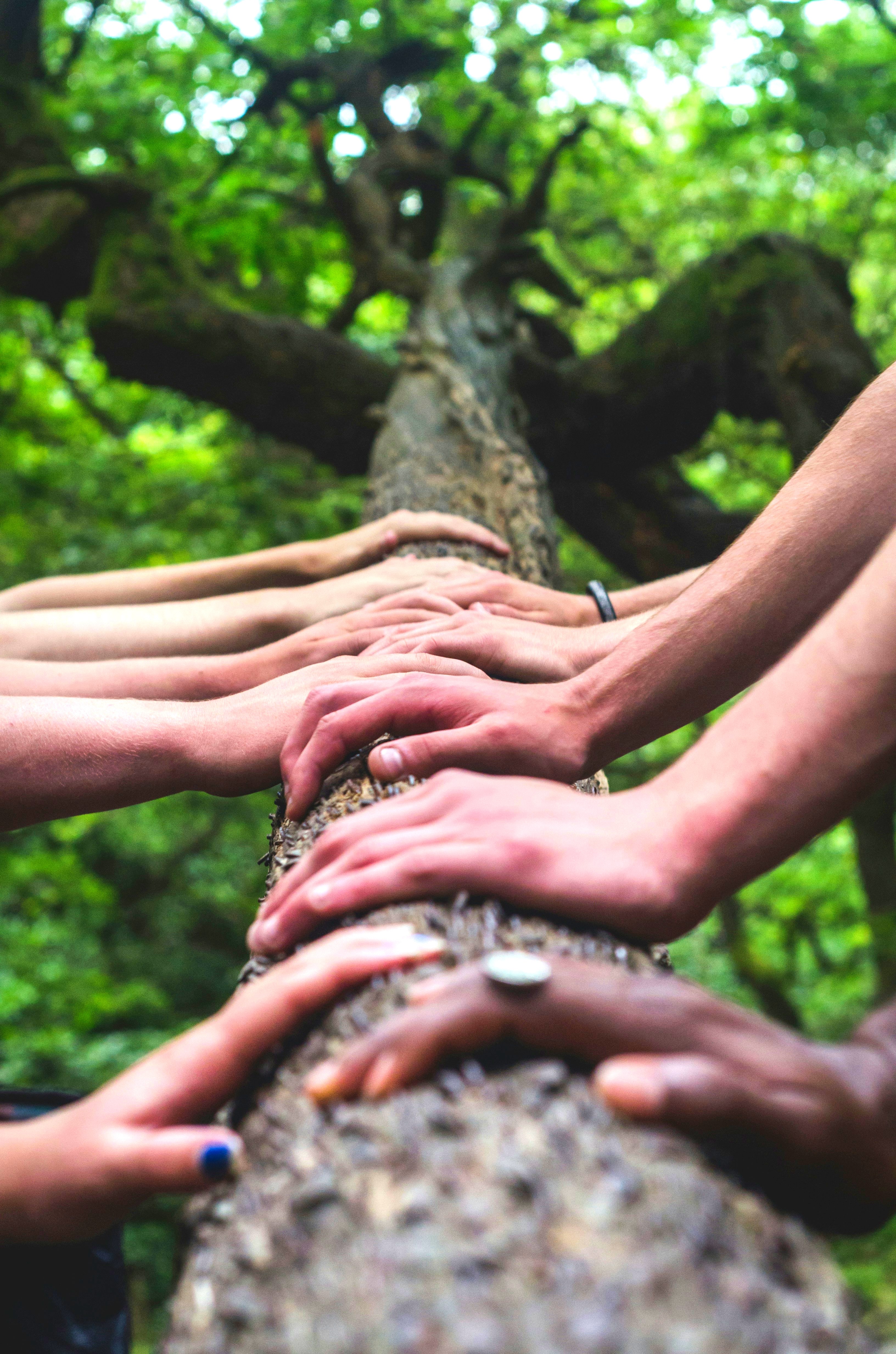 Hands on tree in nature