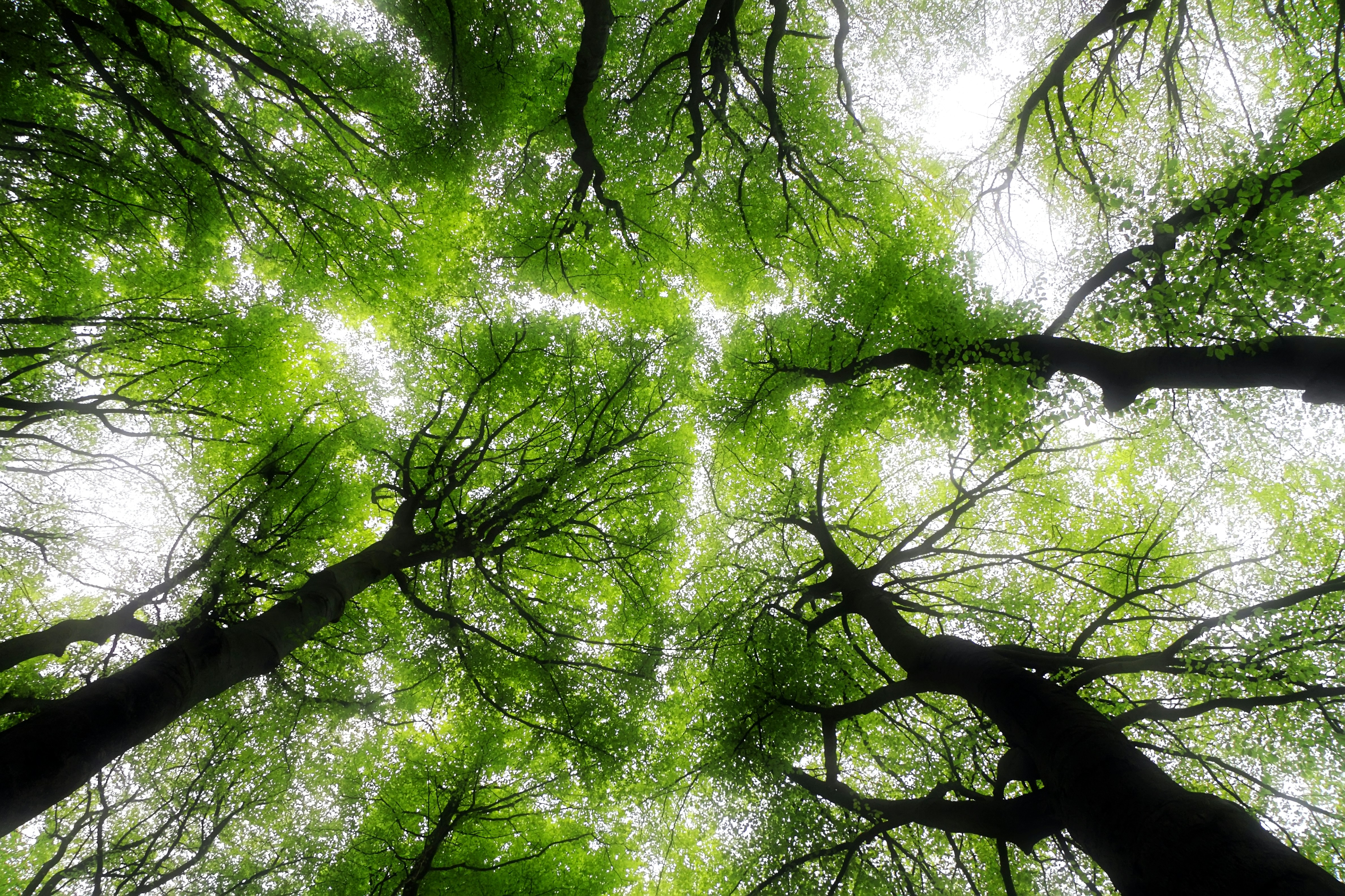 Bright green tree canopy