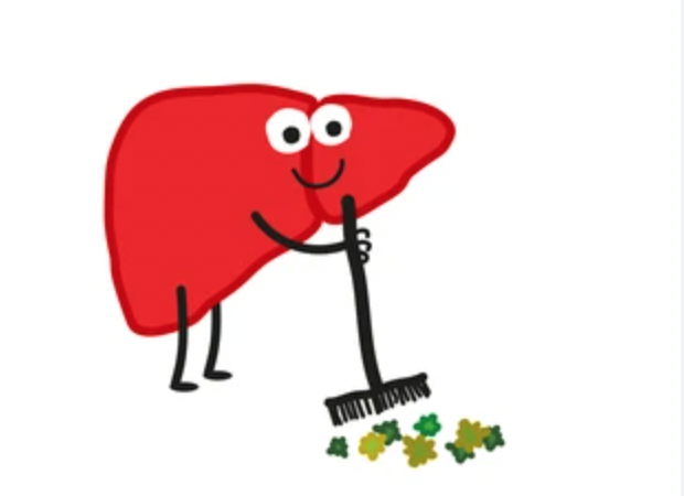 Liver Time is Upon Us